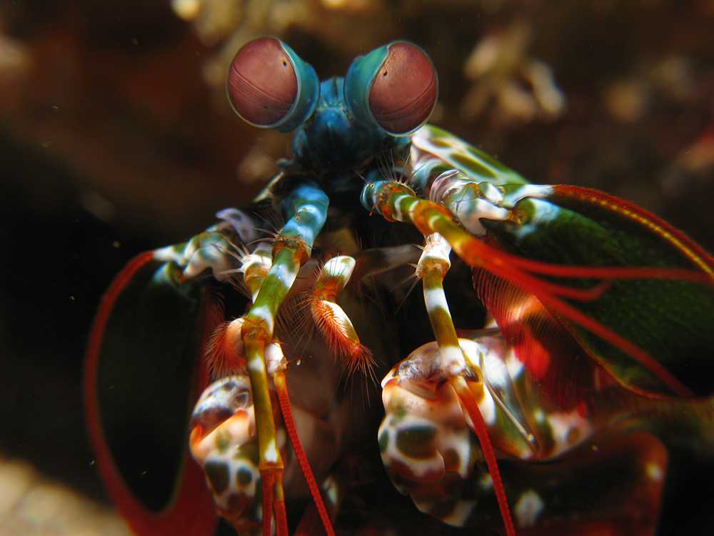 On mantis shrimp and Monet