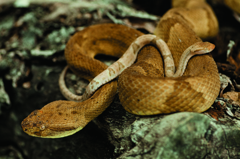 Ilha das Cobras