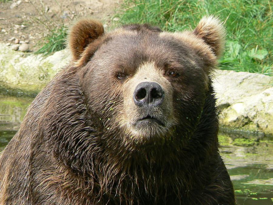 1280px-Male_kodiak_bear_face