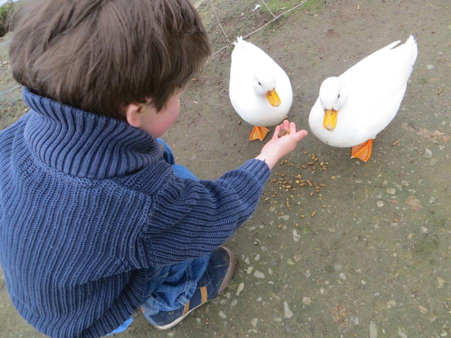 Feeding ducks may not be a walk in the park