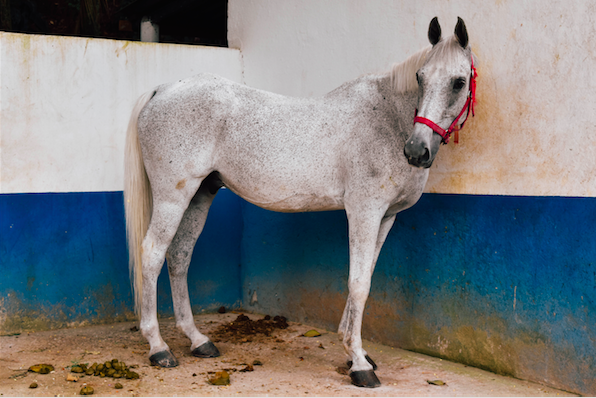 Study proves that horses can recognize human emotion