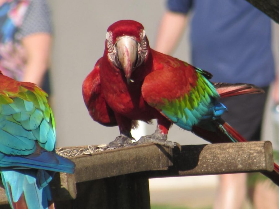 Macaw in Zagaia hotel