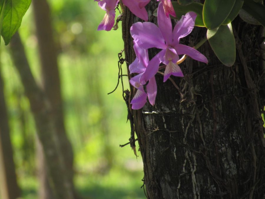 Flowers on a tree in Estância da Mimosa