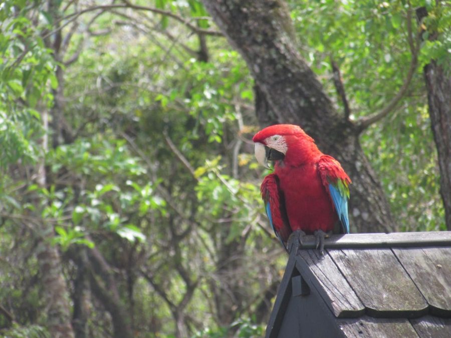 Macaw in Gruta São Miguel