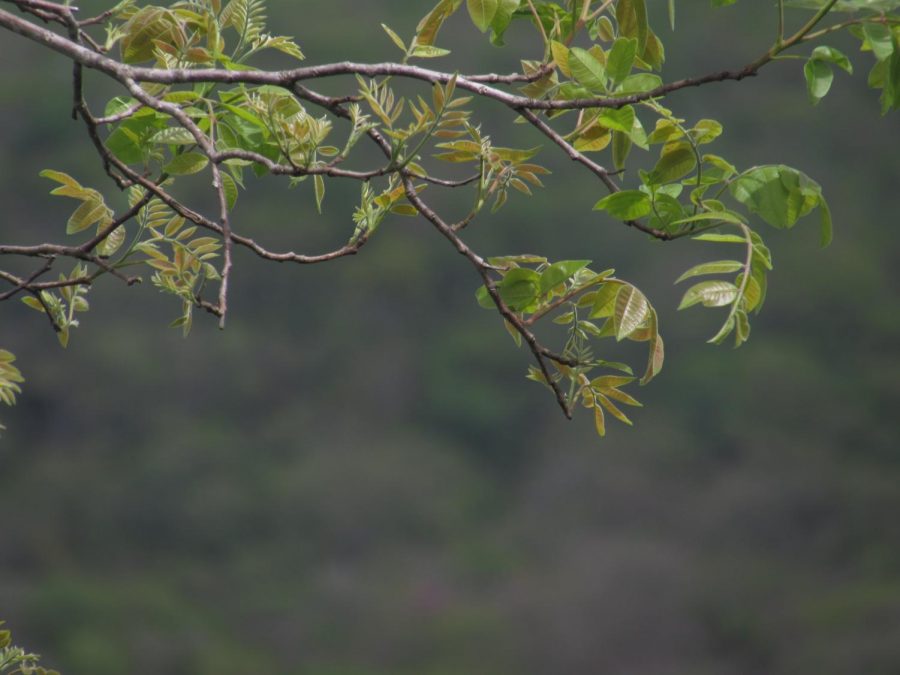 Plants in Gruta São Miguel