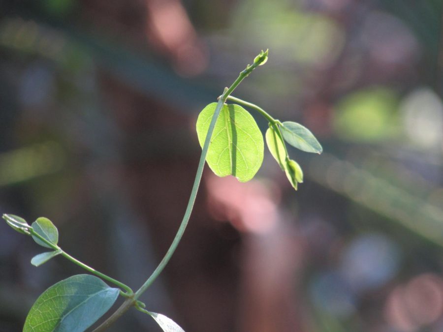 Plant in Buraco das Araras