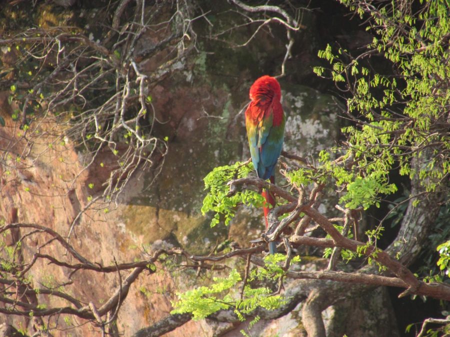 Macaw in Buraco das Araras